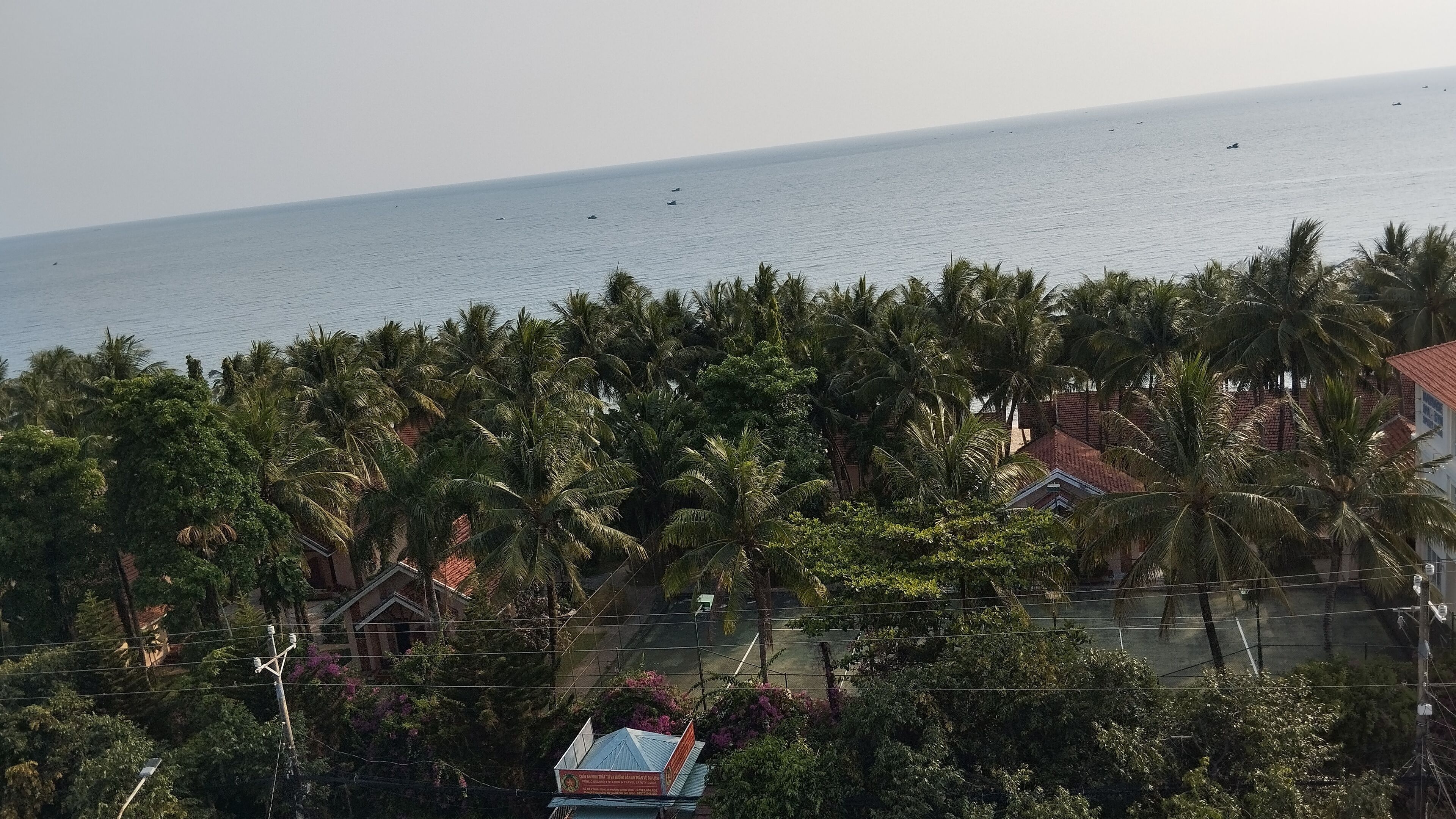 A coastal area with dense palm trees and a view of the sea.