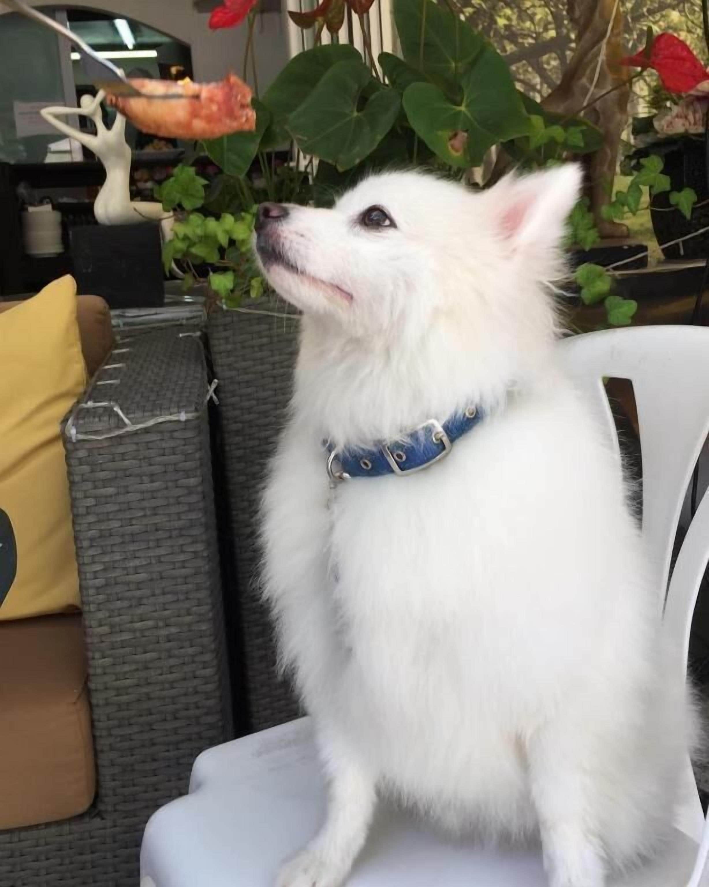 Foto - Bellagio Pets Friendly Resort