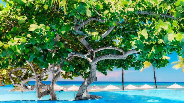 A tree-lined infinity pool with clear blue water and white umbrellas.