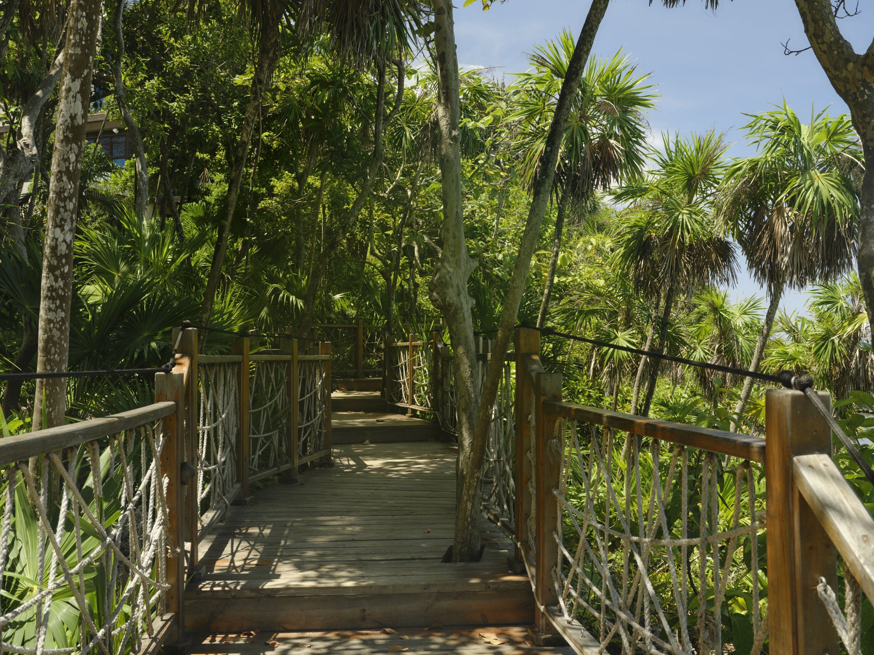 Un puente de madera con barandillas de cuerda, rodeado de abundante follaje y palmeras.