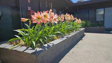 A row of pink and white flowers in a concrete planter outside a building.