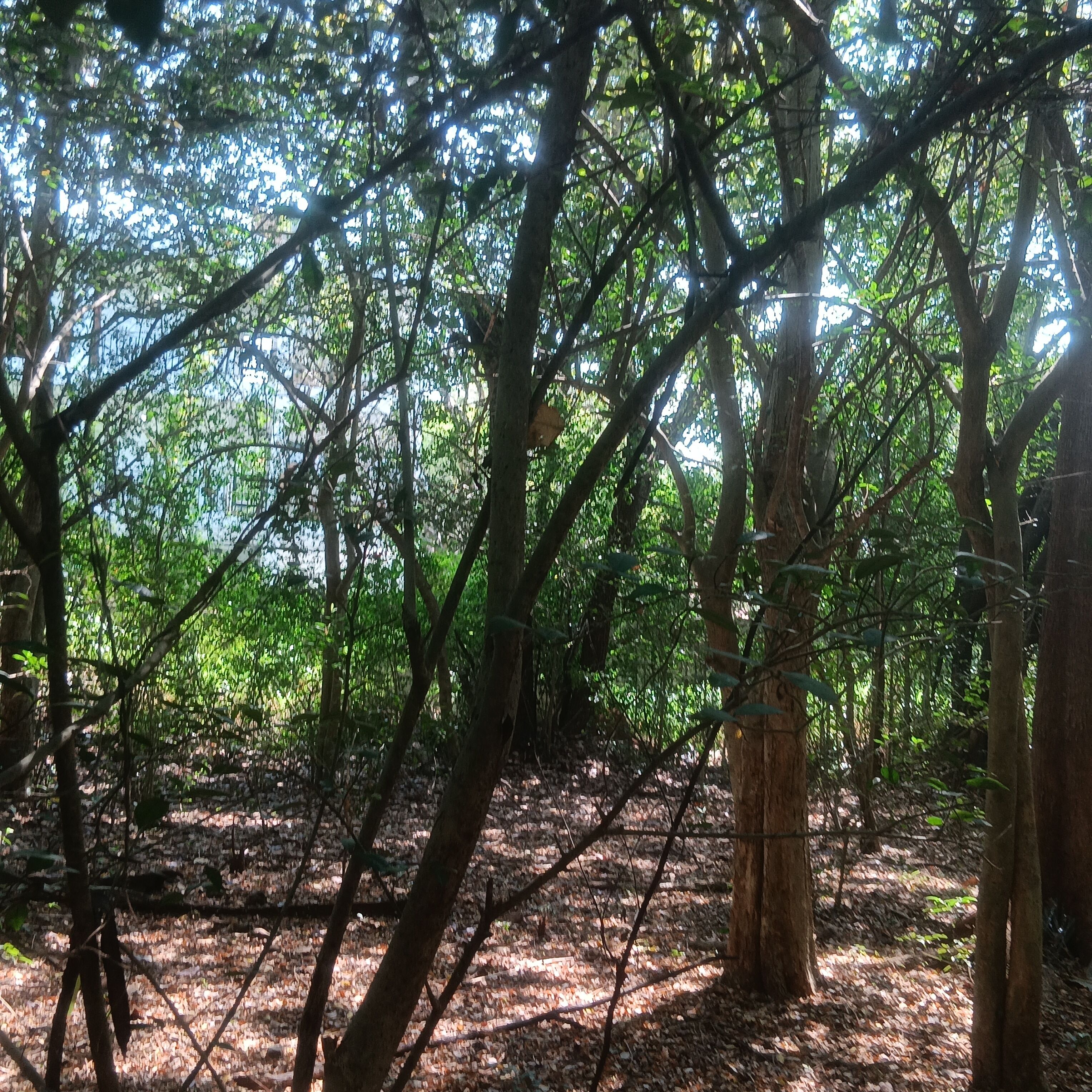 Un bosque tupido con rayos de sol filtrándose entre los árboles.