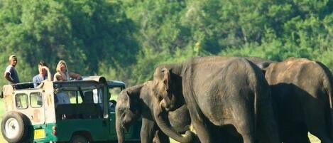 A green safari vehicle with passengers observing elephants in a grassy field.