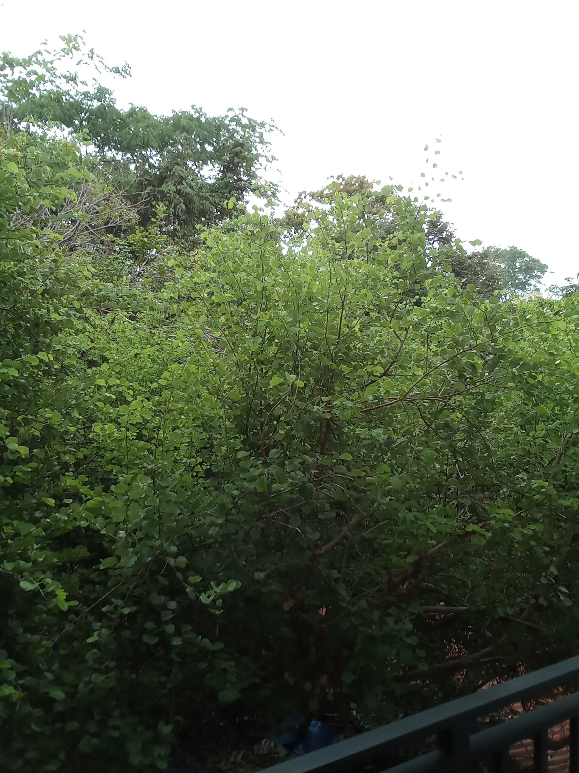 A dense green tree with a metal railing in the foreground.