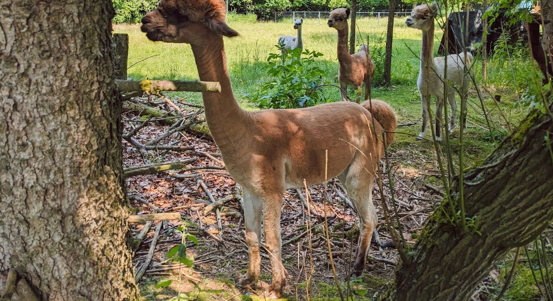 A llama in a naturalistic enclosure with trees and grass, surrounded by other llamas.