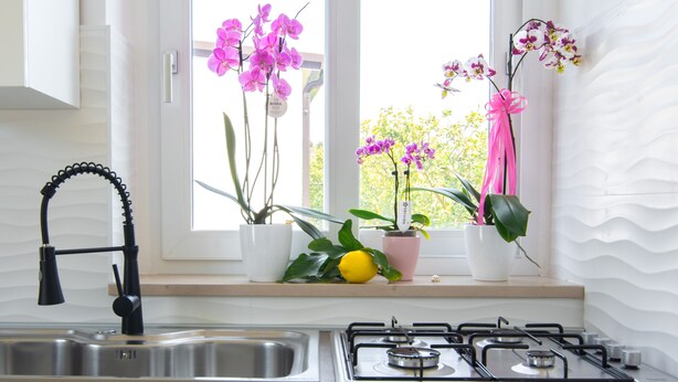 A kitchen with a stainless steel sink, a gas stove, and potted plants on the windowsill. - "THE DREAM" among lemon groves and one of Italy's Most Beautiful Villages 5 minutes from the sea (ROCCA IMPERIALE)