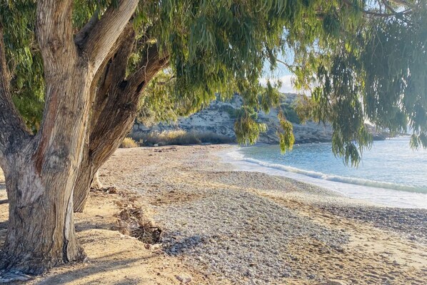 A beach with a large tree providing shade, pebbly beach, and rocky shoreline in the background.