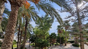 A paved pathway surrounded by palm trees and greenery, leading to a building entrance. - MIRADOR beach apartments (Benidorm)