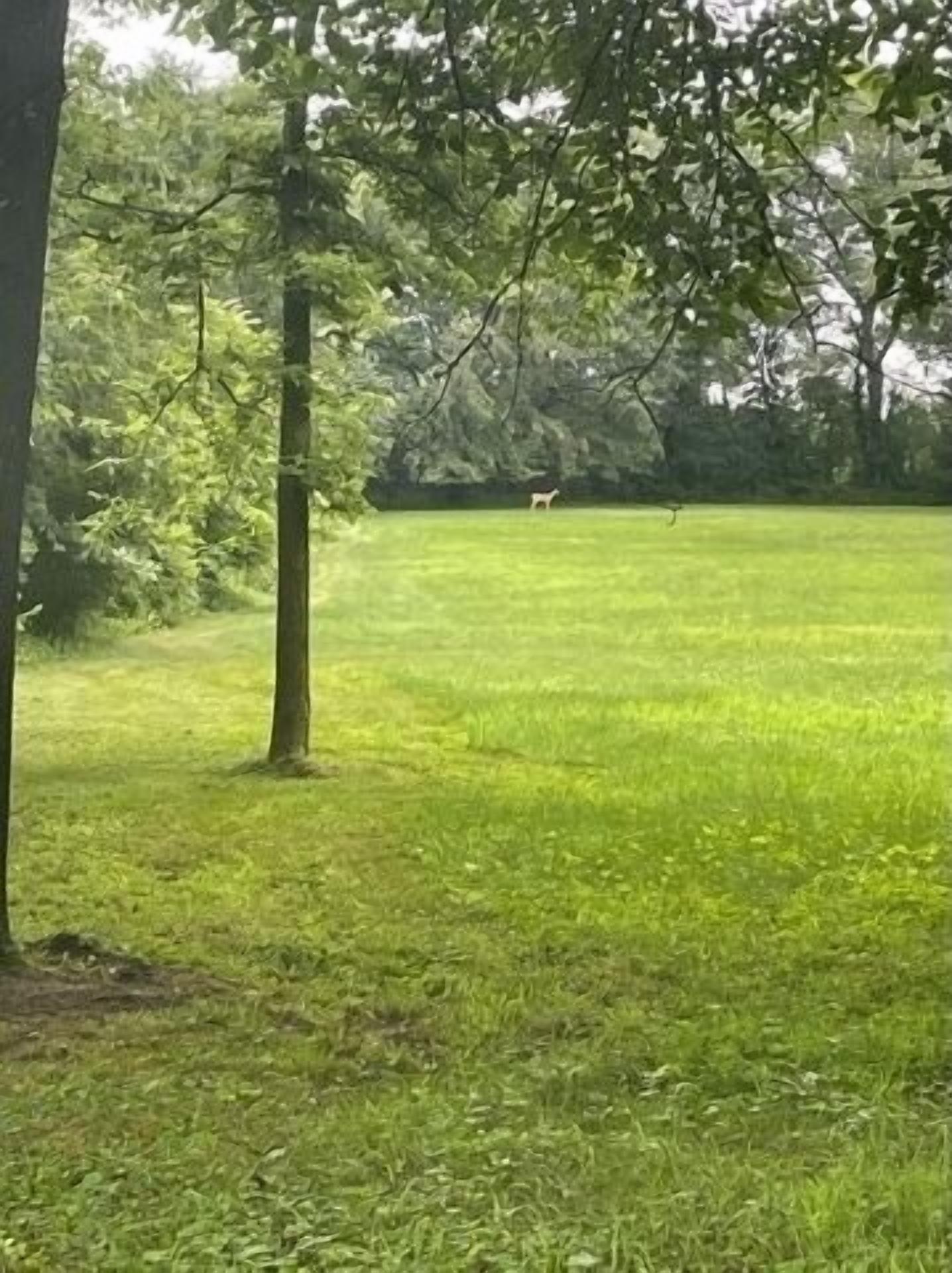 Un champ verdoyant, parsemé d’arbres, et un cerf aperçu au loin.