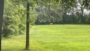 Un champ verdoyant, parsemé d’arbres, et un cerf aperçu au loin.