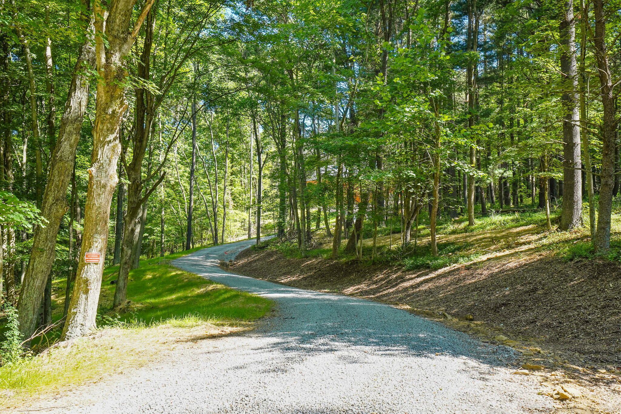 Ein unbefestigter Weg schlängelt sich durch ein bewaldetes Gebiet mit hohen Bäumen und blauem Himmel.