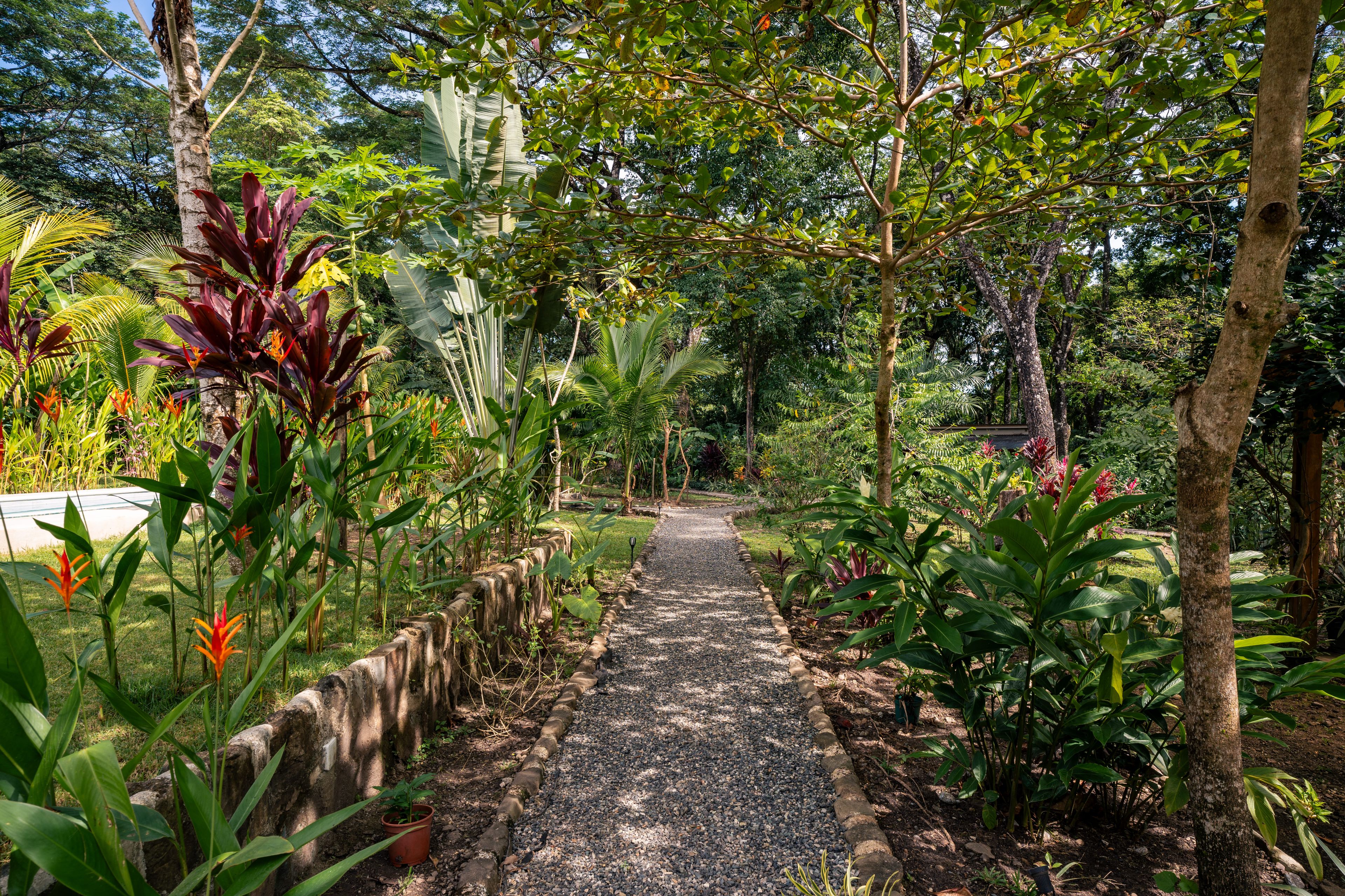 Un sendero en un jardín rodeado de plantas y árboles tropicales.
