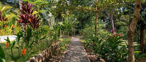 A garden pathway surrounded by various tropical plants and trees.