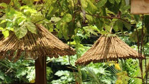 An outdoor dining area with a table set for two, surrounded by lush greenery and a wooden fence. - Feeling Trees Jungle Lodge-Casa Caracoles walking distance to the beach (Cabuya)