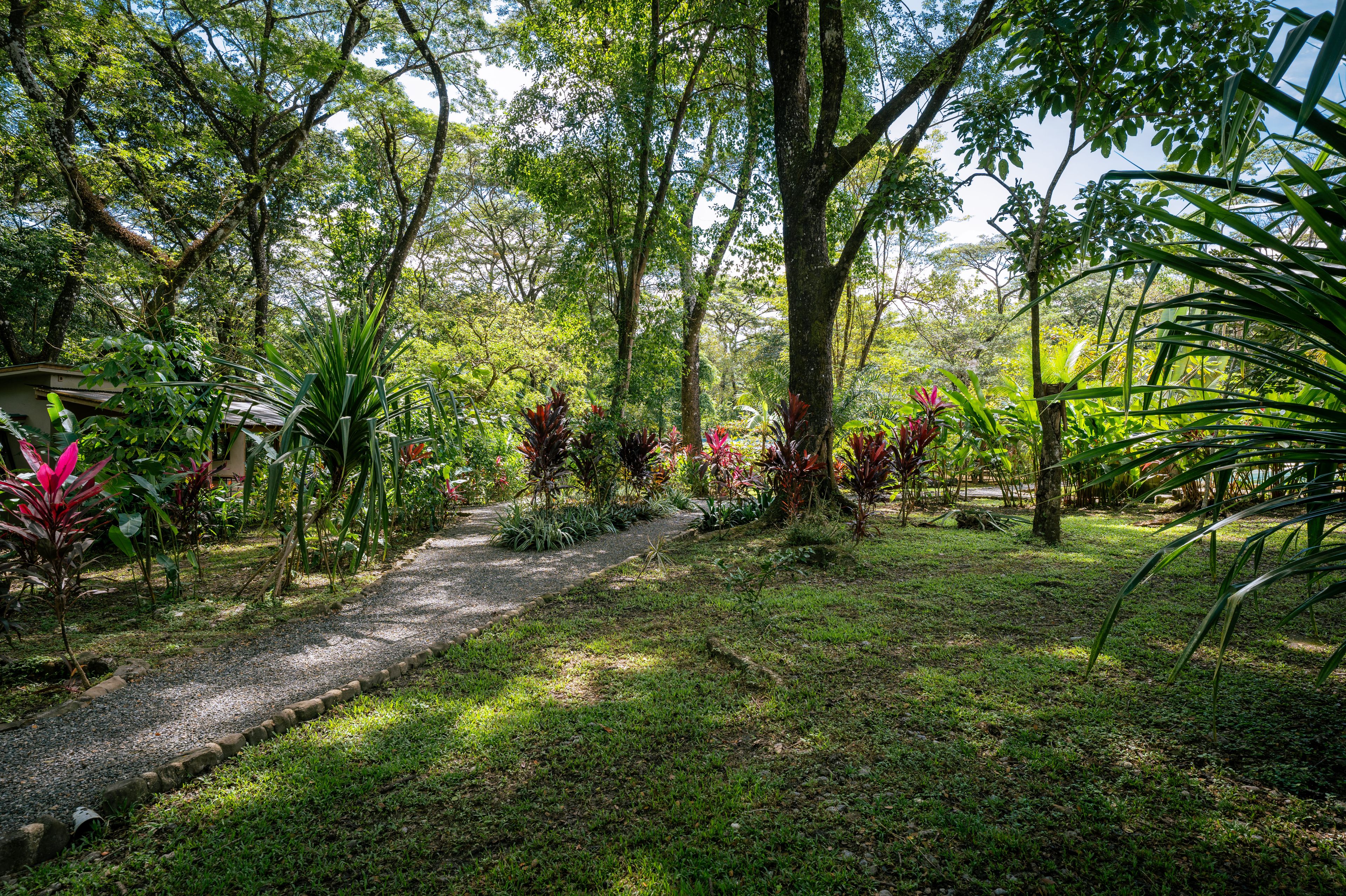 Un sendero en un jardín rodeado de exuberante follaje y árboles.
