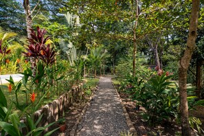 A garden pathway surrounded by various tropical plants and trees.