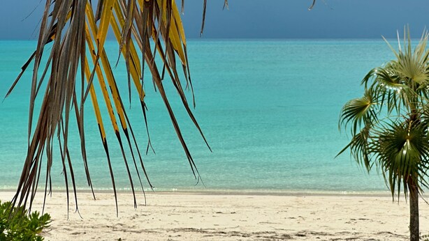 Ein Strand mit klarem türkisblauem Wasser, einem Sandstrand und Palmen.
