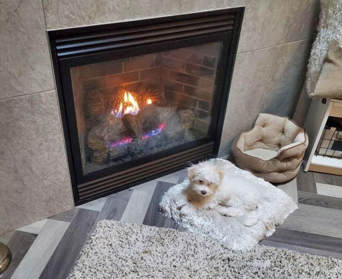 Imagen de perfil del propietario o de la propietaria