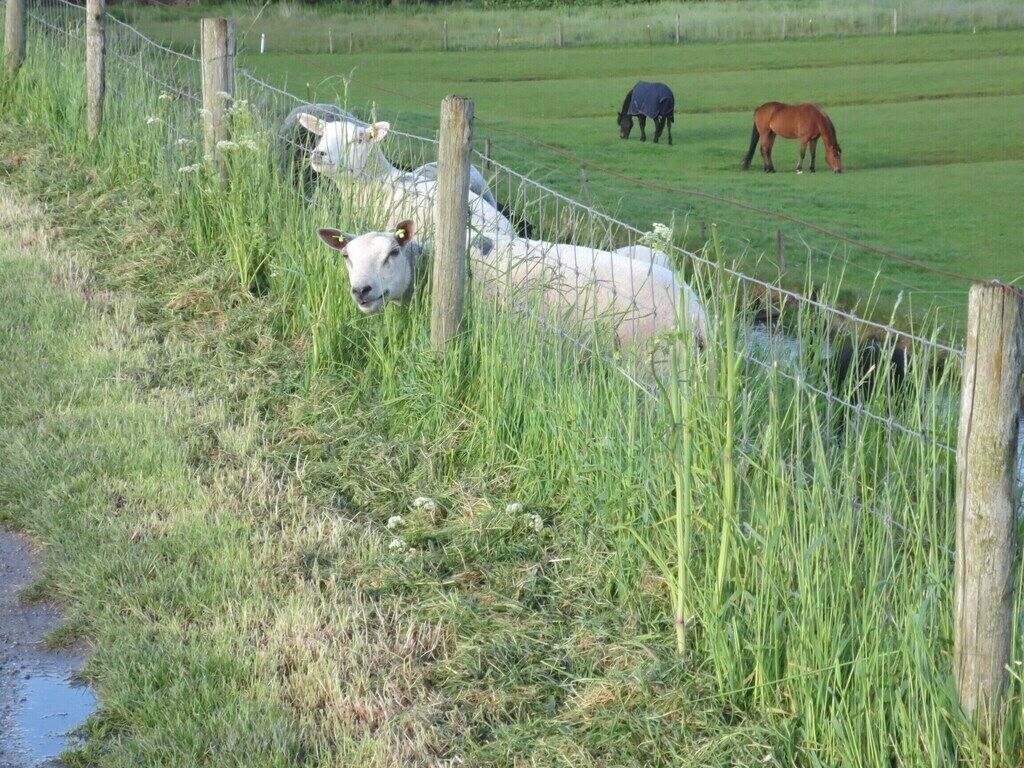 A fenced pasture with grazing horses and sheep.