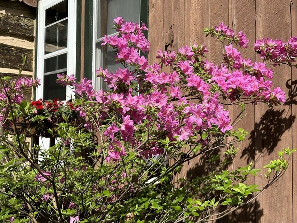 A wooden building with pink flowering bushes in front.