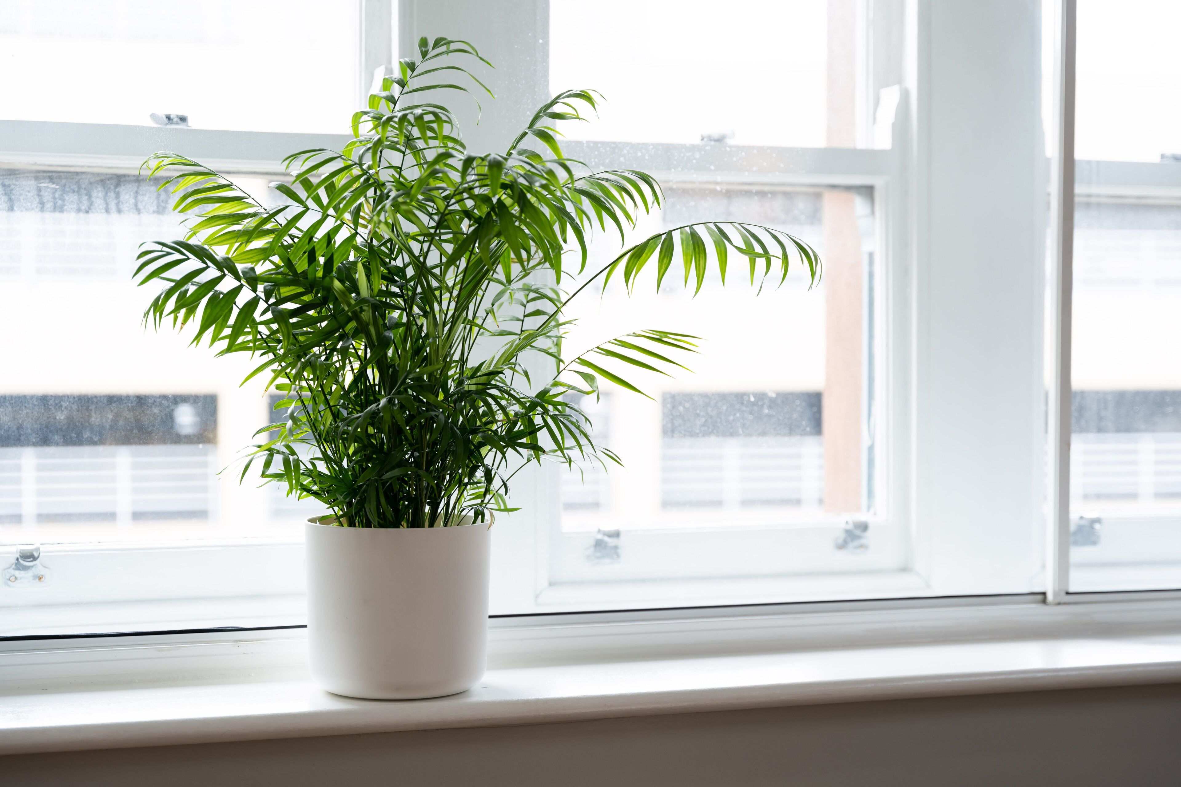 A potted plant on a windowsill with a view of buildings outside.