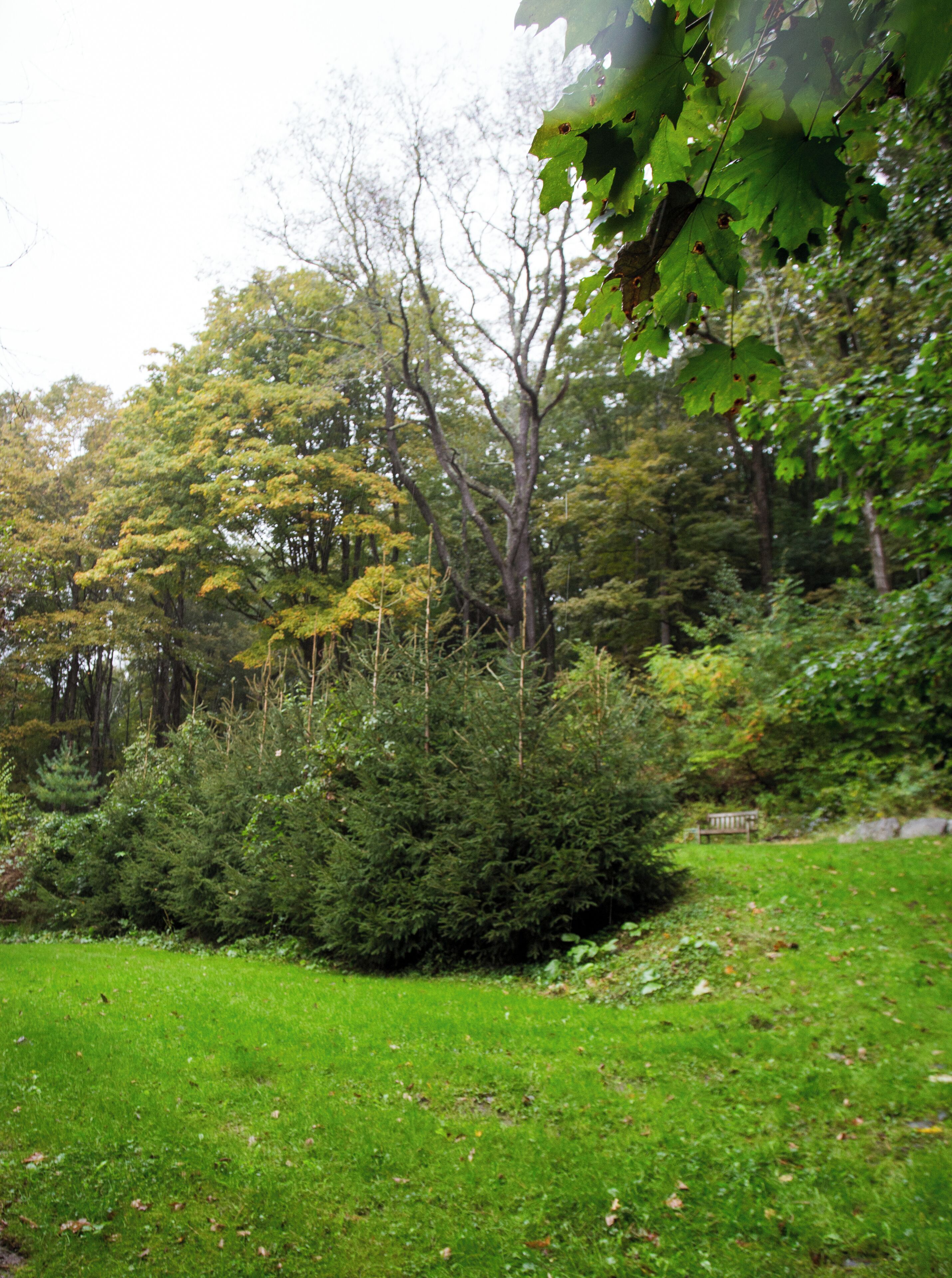 Un parque verde y frondoso con varios árboles y un banco.