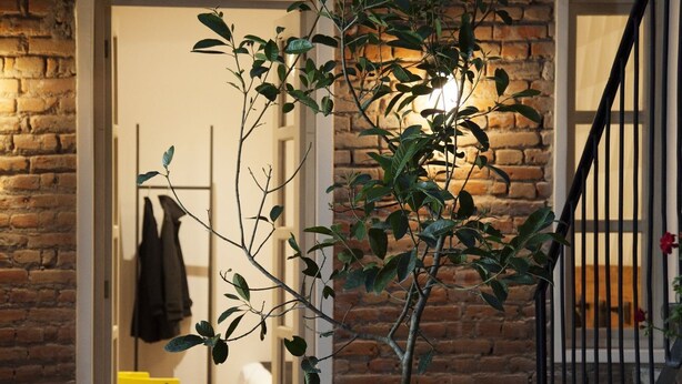 Un árbol en maceta en un patio con suelo de tablero de ajedrez, un muro de ladrillo y una escalera con barandilla negra.
