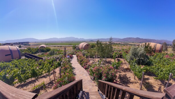A vineyard with a stone pathway leading to a wooden staircase. - Finca El Mirador (Valle de Guadalupe)