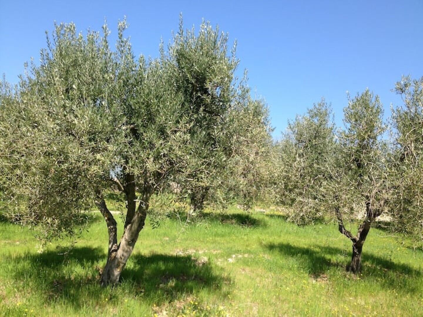 An olive grove with mature trees and a grassy field.