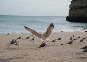 Playa