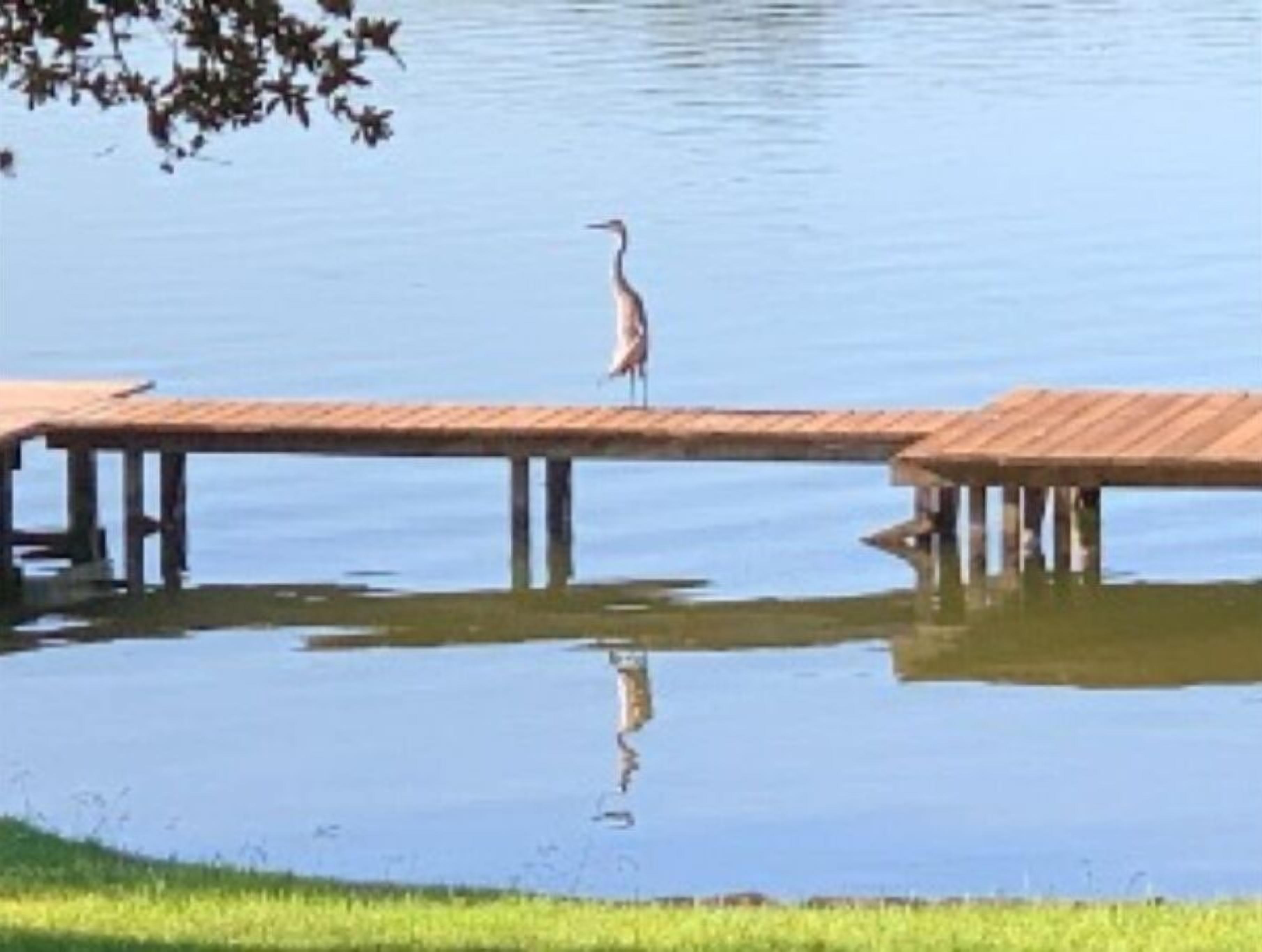 Blue Heron visitor on the pier