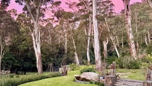 Een natuurlijk landschap met eucalyptusbomen, een houten hek en een gazon.