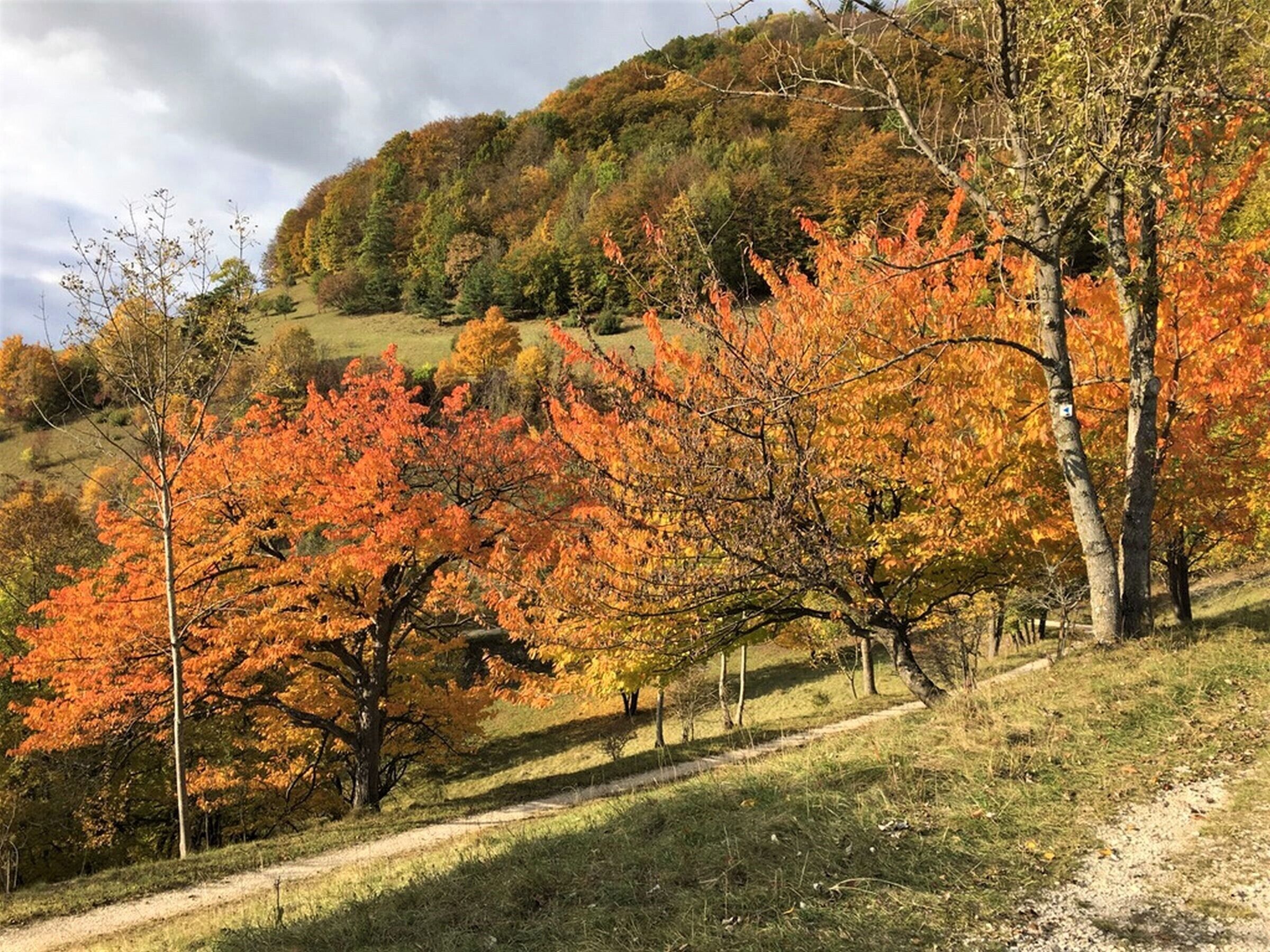 A hilly landscape with autumn foliage, a dirt path, and a grassy area.