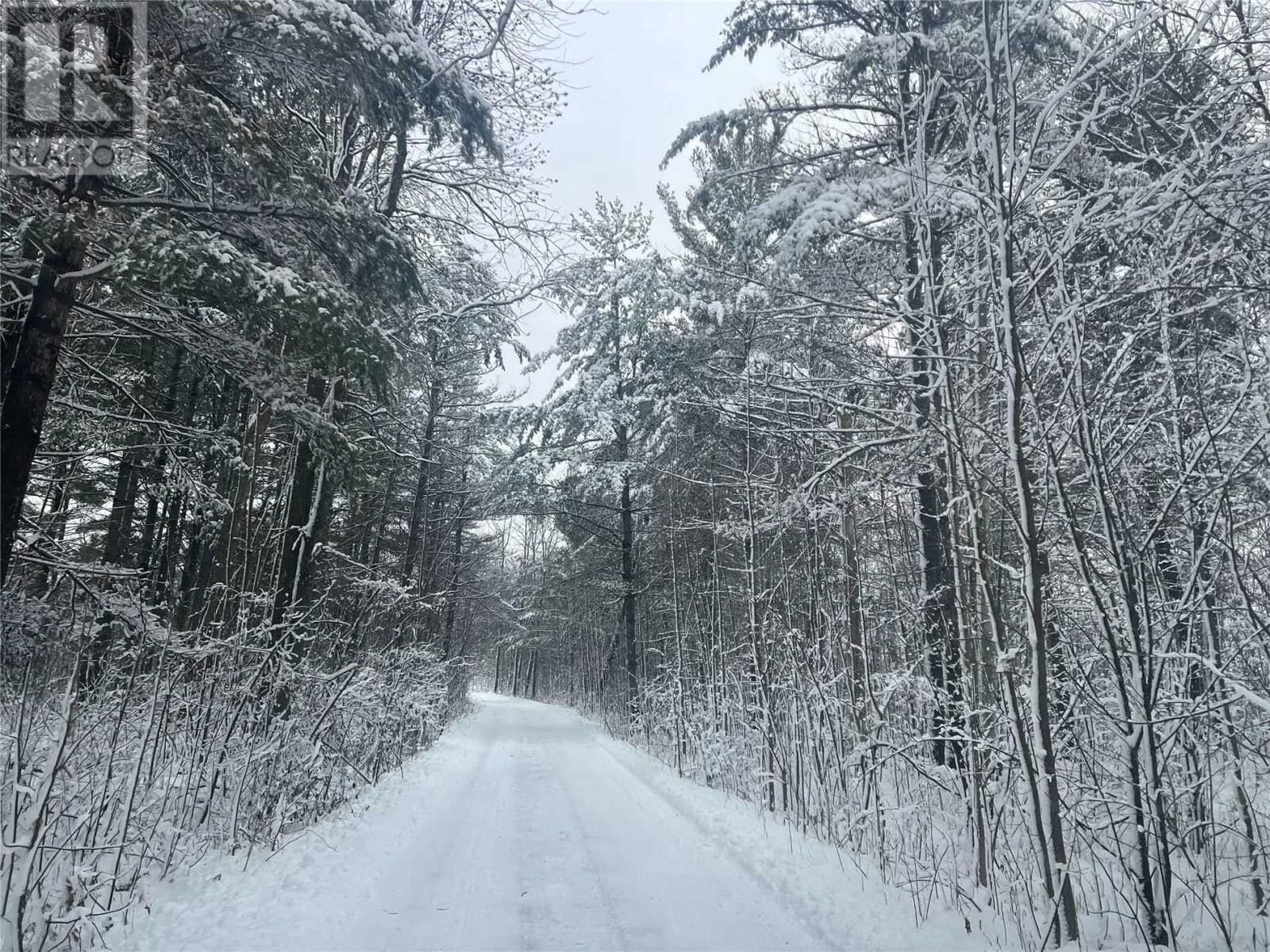 A snow-covered road flanked by dense, leafless trees.