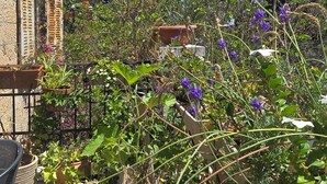 A garden with various plants and flowers, a tiled floor, and a metal fence. - Historical apartment in the hart of Jerusalem (Jerusalem)