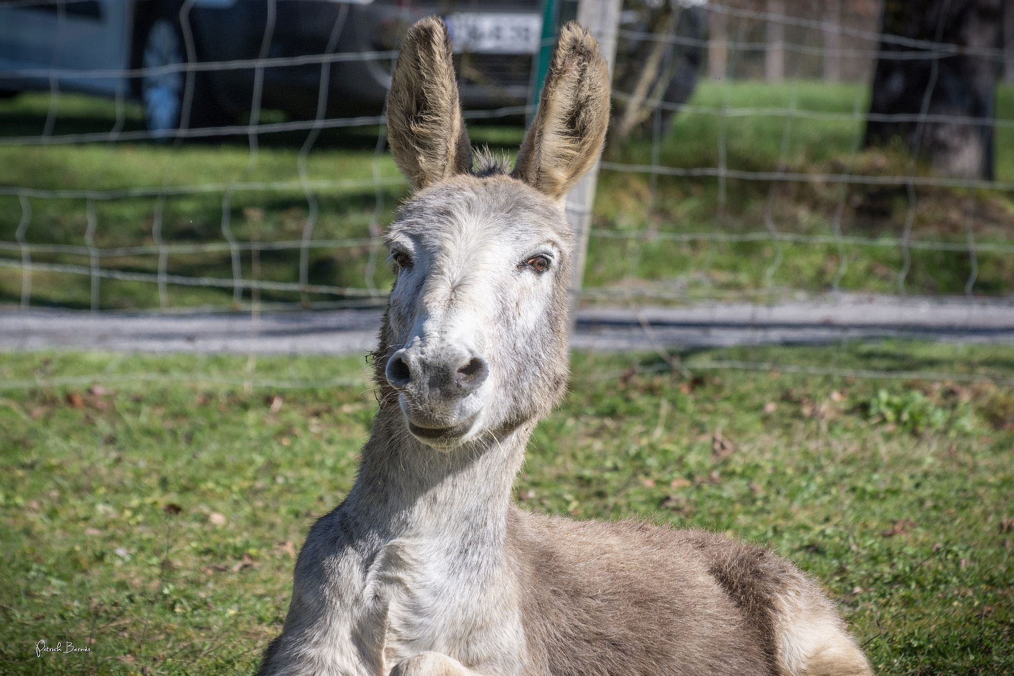 A close-up of a deer with a blurred background.