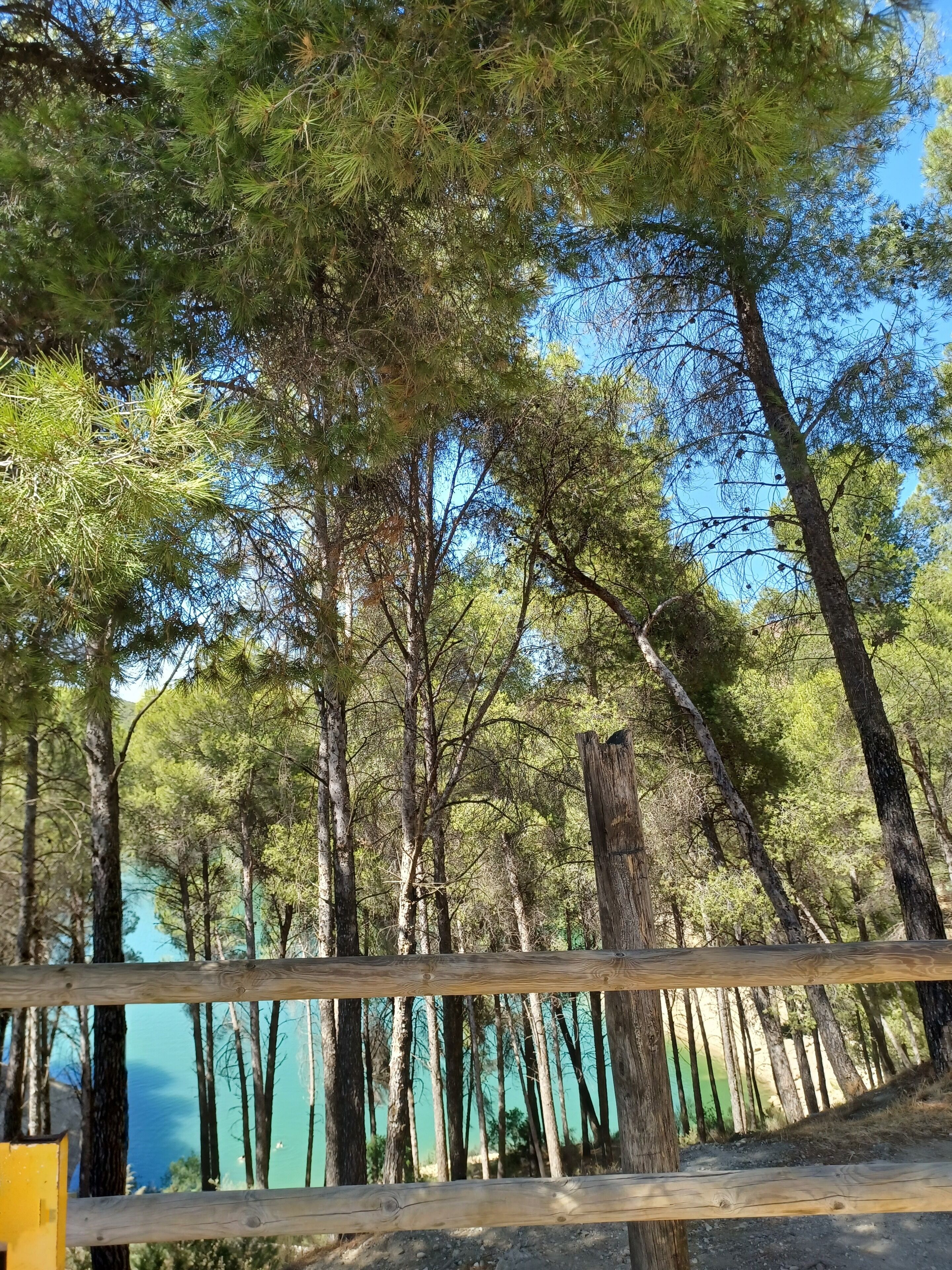 A forested area with a wooden fence and a view of a body of water.