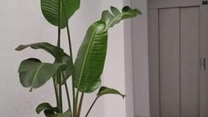 Una planta en maceta blanca en un pasillo con suelo de baldosas y una puerta al fondo.