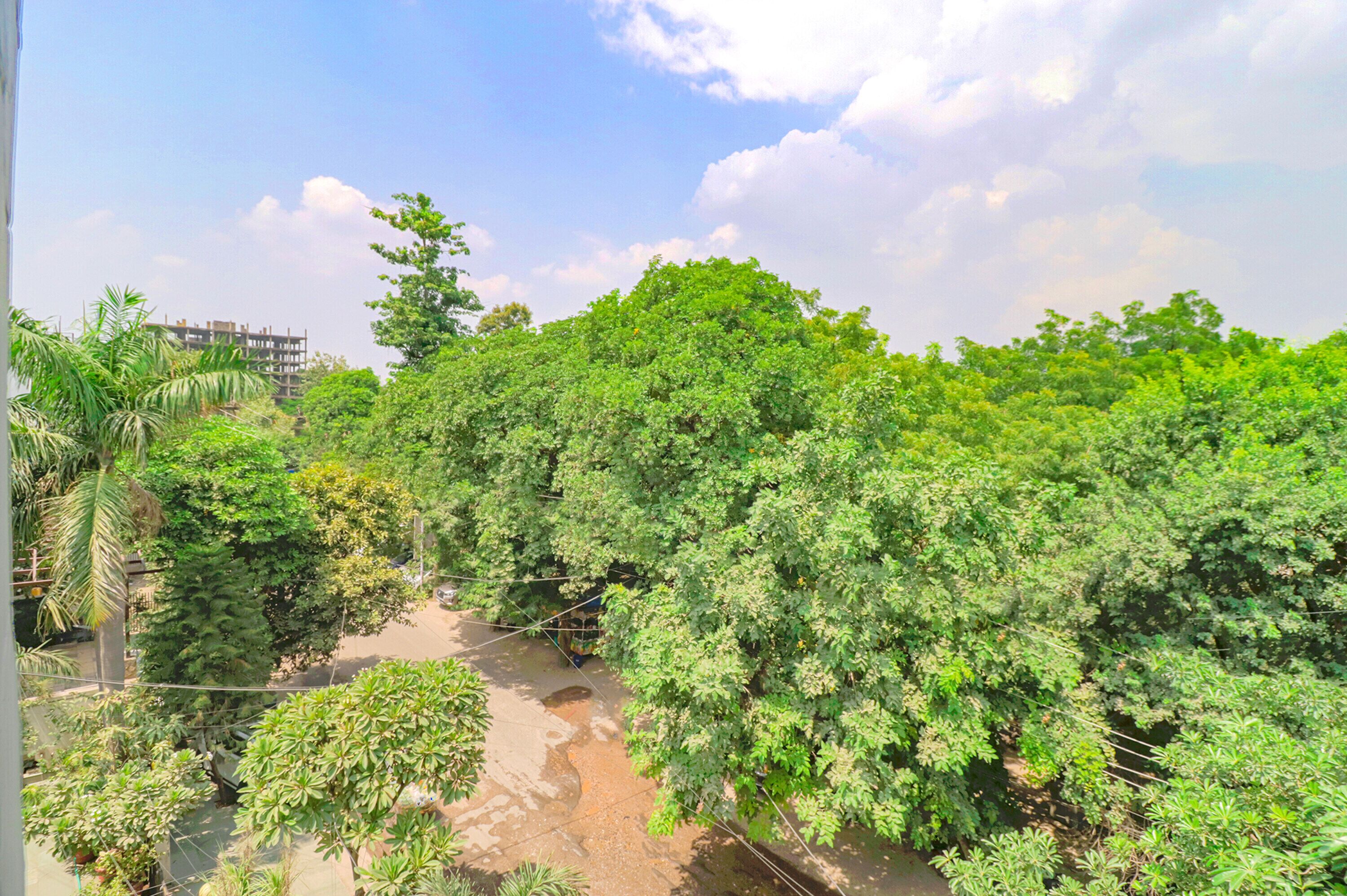 A lush green area with dense foliage and a clear sky.