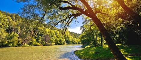 A river flowing through a forest with sunlight filtering through the trees.