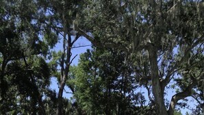 Una piscina con solárium de ladrillo, sillas de descanso y una zona de estar cubierta.