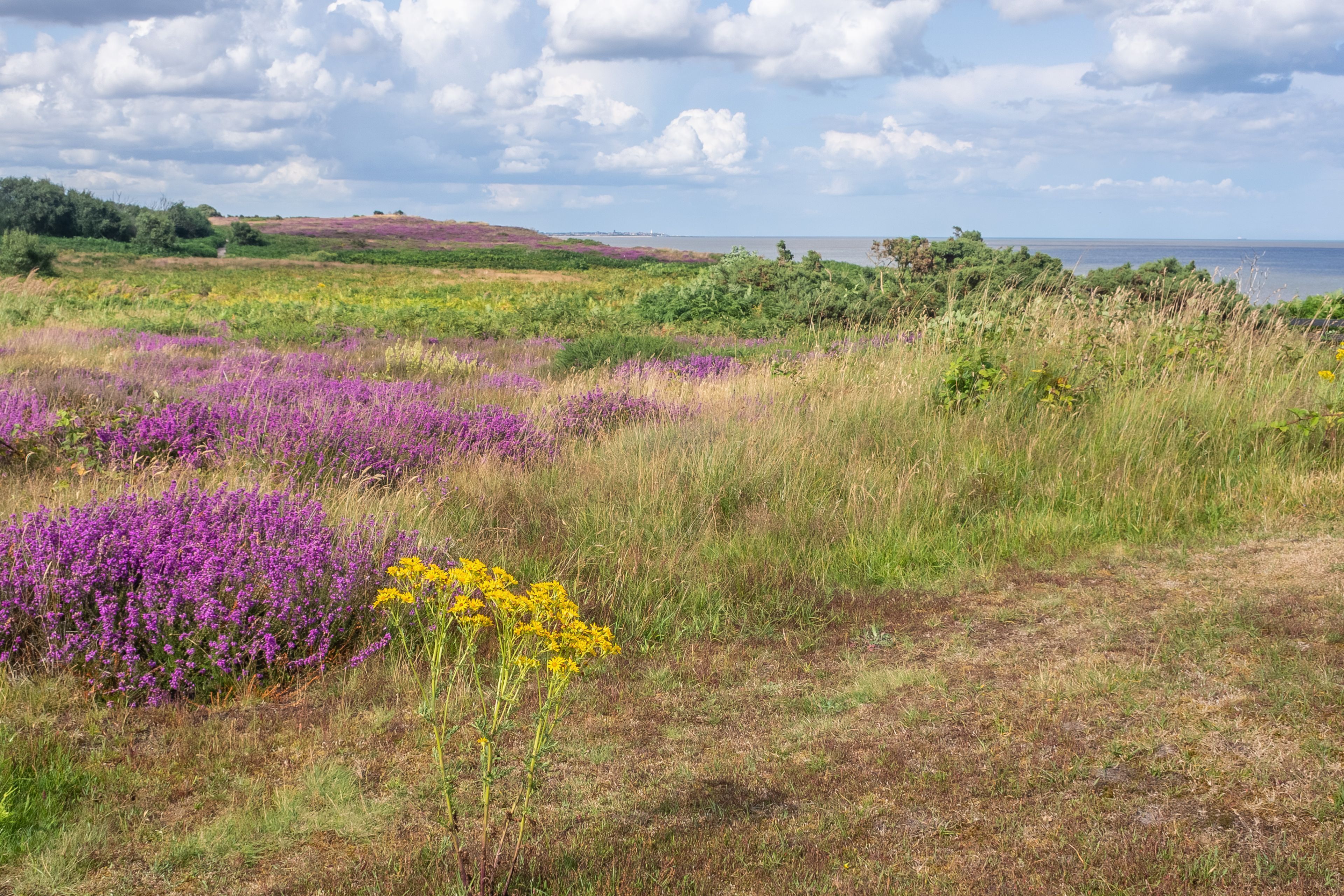 Een kustlandschap met paarse en gele wildebloemen, groen gebladerte en uitzicht op de zee onder een lichtbewolkte lucht.