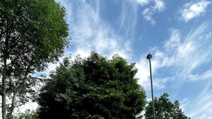 Ein Garten mit einem großen Baum, einer gepflasterten Terrasse und einer Straßenlaterne.