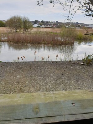 Property grounds - Large 3 bed bungalow set in Woodland grounds near Tamar lakes and local beaches (Kilkhampton)