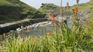 A coastal marina with boats docked, surrounded by green hills and vegetation. - Large 3 bed bungalow set in Woodland grounds near Tamar lakes and local beaches (Kilkhampton)