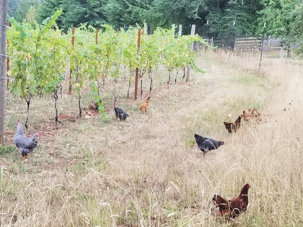 Tentrr Signature Site - Quail Run Vineyard and Farm