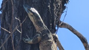 A lizard on a tree trunk. - Bush getaway -technology free, soaking up the Aussie Bush (Crossroads)