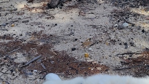A white dog lying on a sandy ground with a fire in the background. - Bush getaway -technology free, soaking up the Aussie Bush (Crossroads)