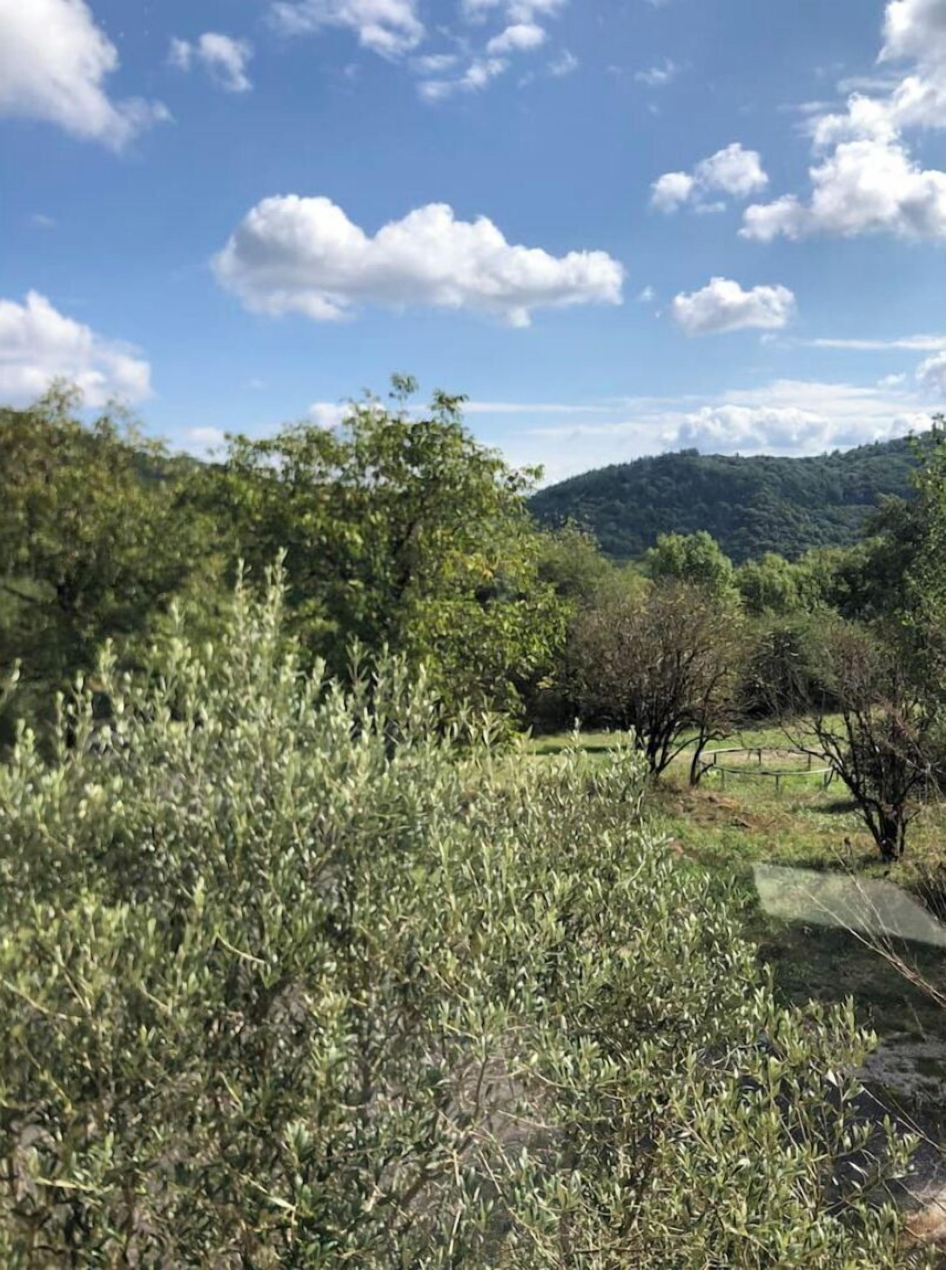 A natural landscape with trees and a hilly background.