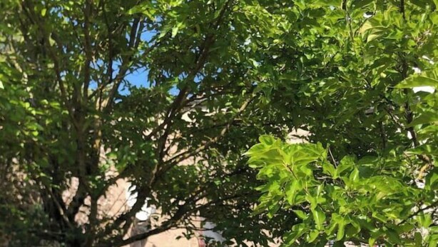 Une cour avec un banc en pierre, un parasol violet et un bâtiment doté d’une fenêtre et d’une porte.